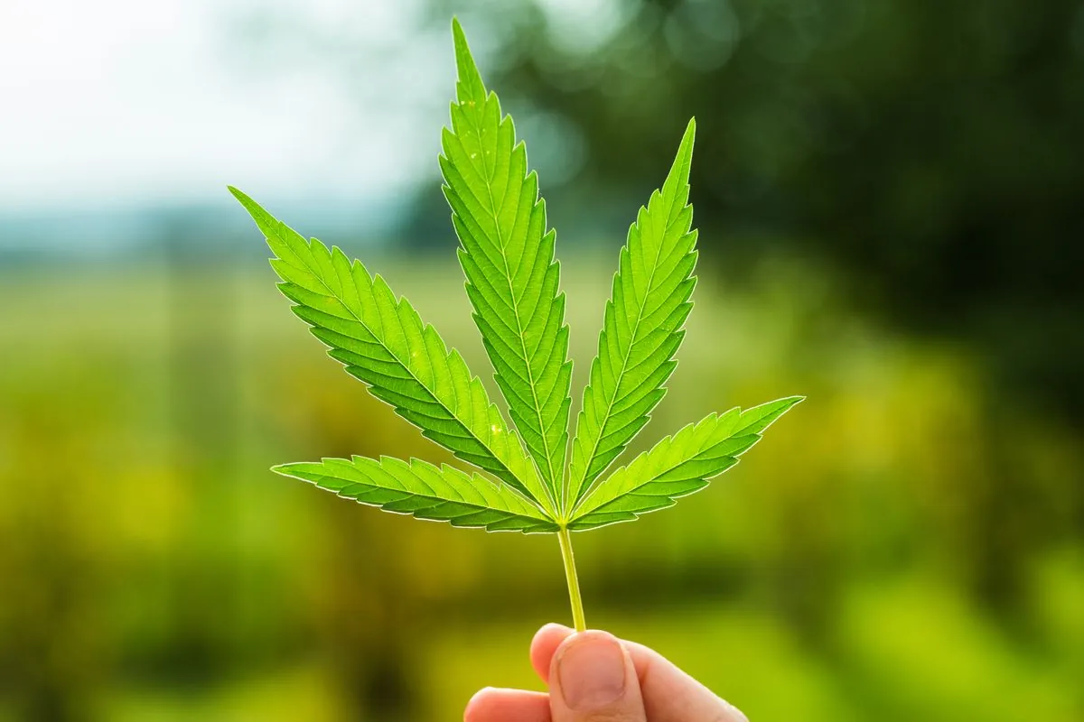 Featured image for How to Advertise Your Cannabis Business with Digital Marketing - Marketing article by DigitalTreehouse